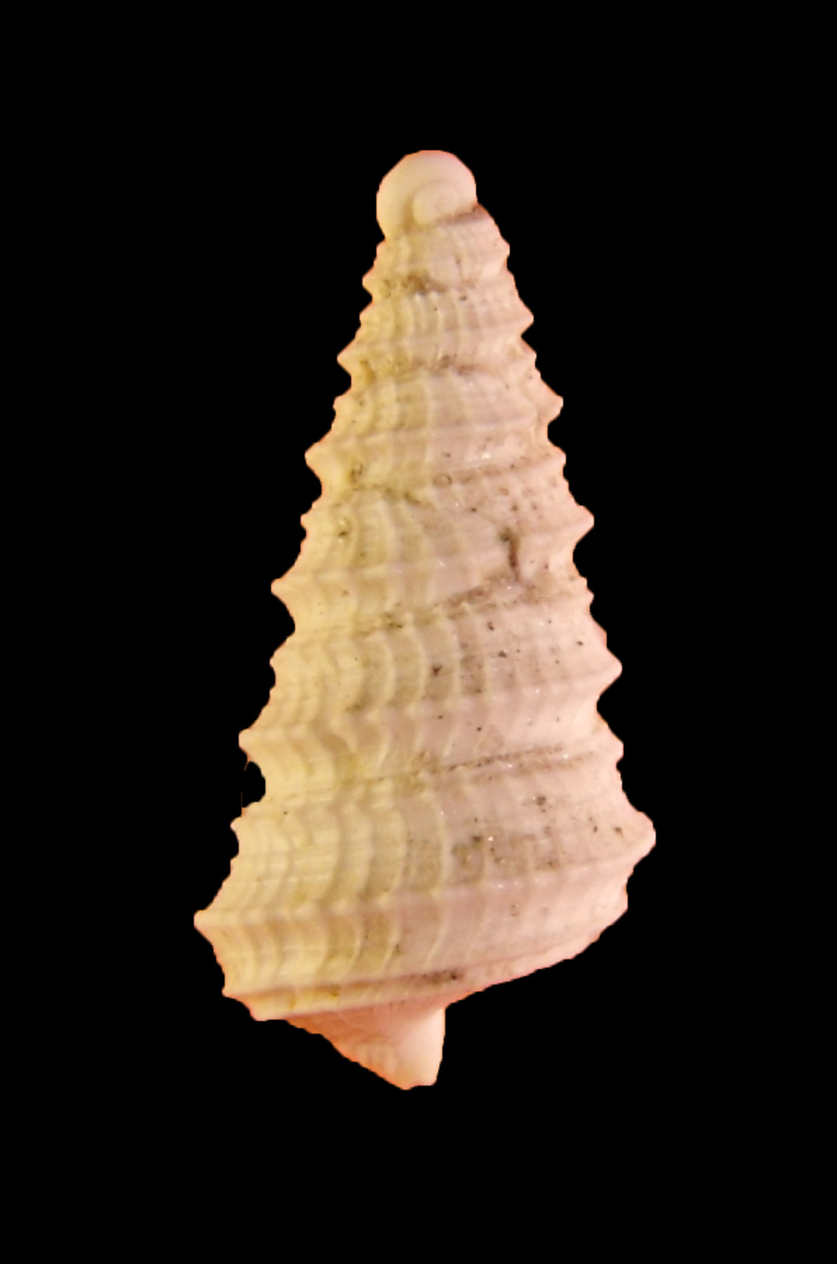 Fimbriatella Brocchi